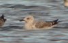 Caspian Gull at Paglesham Lagoon (Steve Arlow) (55189 bytes)
